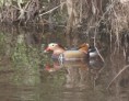 /album/my-local-birding-gallery/mandarin-duck-on-calder-nr-dewsbury-jpg/